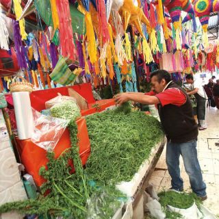Garantizan abasto de romero para temporada de fin de año