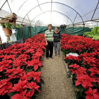 Nochebuena, de México para el mundo