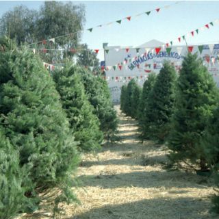 Aumenta producción de árboles de Navidad nacionales