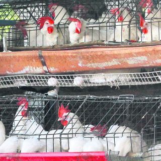 Autoridades sanitarias detectan un brote de gripe aviar en un corral de Oregon