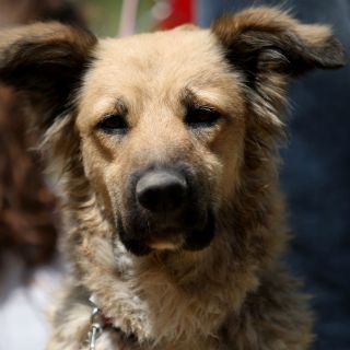 Mascotas y fiestas decembrinas, mala combinación
