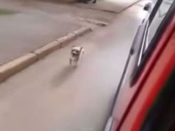 El perro corrió varios metros  en medio de la calle tras la ambulancia YOUTUBE /