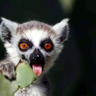 Vertebrados se han reducido a la mitad en 40 años