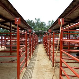 En 2015 se comercializarán los primeros cortes 'tipo Jalisco'