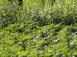 La propuesta permite la posesión legal de hasta 28 gramos de mariguana así como el cultivo de seis plantas. EL INFORMADOR / ARCHIVO