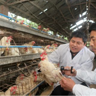 Gripe aviar reaparece en Corea del Sur