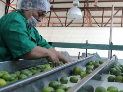 El clima de algunas zonas ayudan a una mejor producción y presentación del limón. ESPECIAL / Seder Jalisco