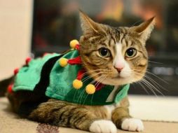 La gente de Portland y más allá habían buscado a Camo después de que su inusual desaparición cobrara notoriedad. TWITTER / @Oregonian