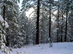 Diversos países de Norteamérica se ven afectados por las fuertes nevadas. NTX / ARCHIVO