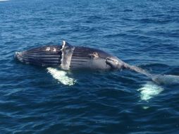 El cadáver del ballenato fue localizado en los límites de los estados de Jalisco y Nayarit. TWITTER / @PROFEPA_Mx