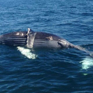 Hallan ballenato muerto en Punta Mita, Nayarit