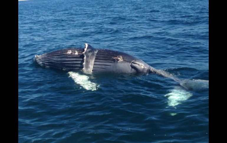 El cadáver del ballenato fue localizado en los límites de los estados de Jalisco y Nayarit. TWITTER / @PROFEPA_Mx