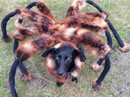 El gigante perro araña mutante registra, hasta el momento, más de 123 millones de reproducciones. ESPECIAL / SA Wardega
