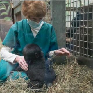 Bebé gorila aborrecida por su madre se muda de zoo