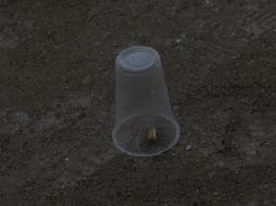 La práctica de los disparos al aire deja víctimas mortales cada año y en la mayoría de los casos, los responsables no son castigados. EL INFORMADOR / ARCHIVO