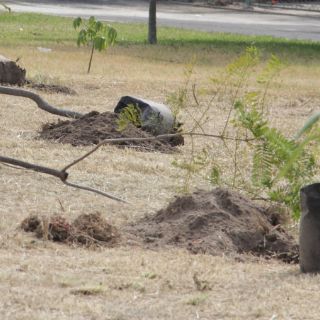 Detallan zonas de reforestación en Tlaquepaque por Línea 3