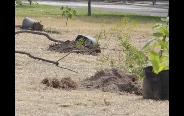 Por lo que corresponde a Tlaquepaque, se espera la reposición de 15 mil árboles. ESPECIAL / Ayuntamiento de Tlaquepaque