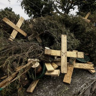 Tlaquepaque recolectará árboles de Navidad