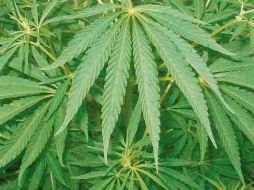 Cannabis. Jugoso negocio. ARCHIVO EL FINANCIERO  /