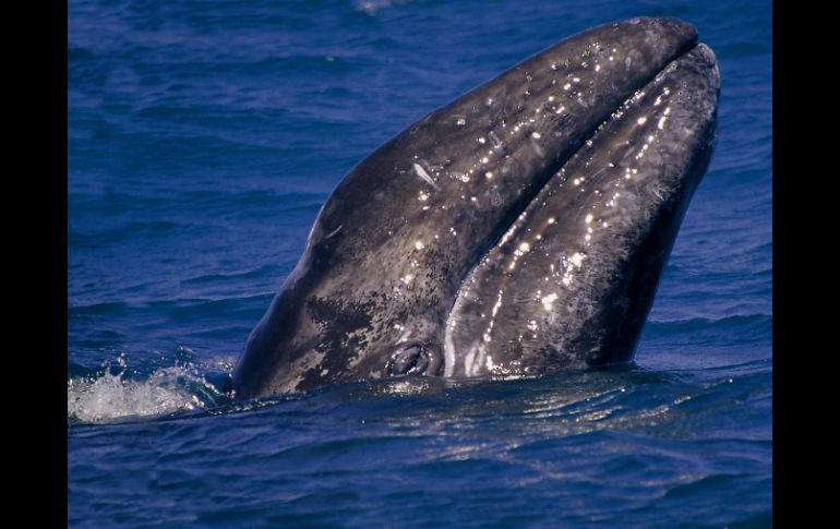 Este cetáceo posee dos copias de un gen encargado de reparar los daños en el genoma. EFE / ARCHIVO