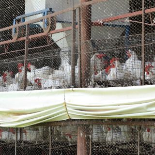 China anuncia el tercer caso de gripe aviar H7N9 en una semana