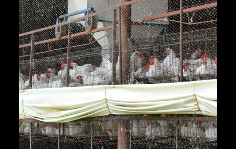 La semana pasada, miles de aves fueron sacrificadas tras el brote. EL INFORMADOR / ARCHIVO