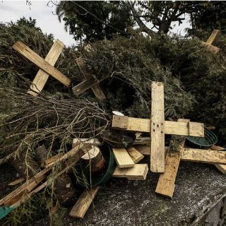 Prevén recolectar cinco mil pinos navideños en Guadalajara
