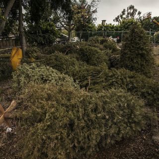 Guadalajara busca recolectar cinco mil árboles navideños
