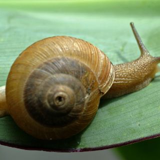 Descubren 18 nuevas especies de moluscos marinos en Cuba