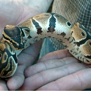 La Profepa asegura pitón real que iba a ser enviada por mensajería