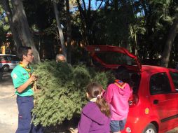 Ya se han recibido cerca de 50 árboles que fueron utilizados en fiestas decembrinas. EL INFORMADOR / O. García