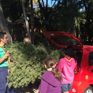 Tapatíos prefieren árboles de navidad naturales