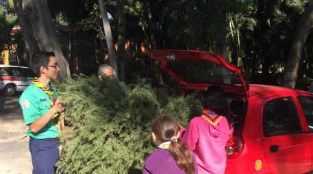 Ya se han recibido cerca de 50 árboles que fueron utilizados en fiestas decembrinas. EL INFORMADOR / O. García