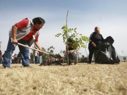 Por el retiro de 391 árboles en el tramo de obras de la Línea 3 , se plantarán 13 mil 556 ejemplares, es decir, 35 por unidad afectada. EL INFORMADOR / ARCHIVO