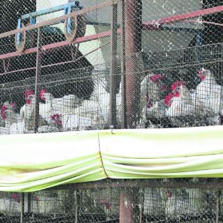 México propone un escudo contra gripe aviar