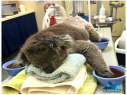 Tras los incendios, muchos koalas resultaron con quemaduras en sus patas, pues no pueden correr con rapidez. ESPECIAL / www.amwrro.org.au