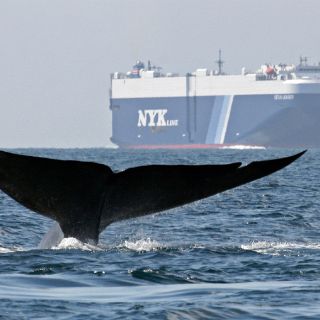 Ballena varada en Haití muere por heridas de pescadores