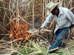 El uso de cosechadoras en verde eliminará la quemazón de la caña en las parcelas. EL INFORMADOR / ARCHIVO