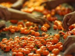 El equipo de investigación estudia estas sustancias en el chile poblano, pasilla y habanero. EL INFORMADOR / ARCHIVO