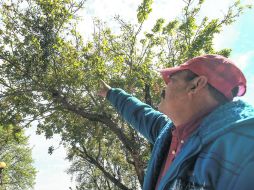 Un transeúnte señala un árbol afectado por el muérdago. Esta plaga daña a más de 14 mil árboles en Guadalajara. EL INFORMADOR / A. García