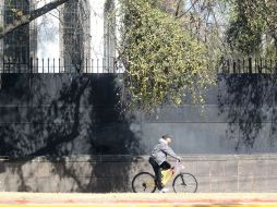 Avenida Vallarta. Sobre esta arteria varios ejemplares dan muestra de la plaga del muérdago. EL INFORMADOR / A. Hinojosa