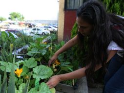 Horticultura en Lomas del Paraíso. En 2014, la colonia recibió tres millones 336 mil 77 pesos para proyectos de autoempleo. EL INFORMADOR / F. Atilano