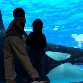 Protestan por liberación de orca en el Acuario de Miami