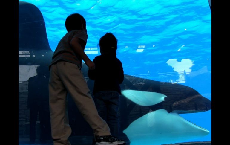 A fines de enero se decidirá si se incluye a este mamífero acuático en una lista de ballenas asesinas protegidas. NTX / ARCHIVO