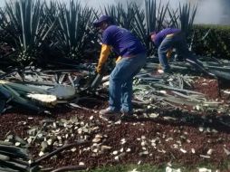 Usuarios de la Vía RecreActiva aprovecharon la jima para tomarse fotografías. EL INFORMADOR / V. Melendez