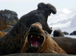 Esta especie pasa la mayor parte de su vida en el océano, los expertos estudian qué es lo que hacen exactamente. EFE / ARCHIVO