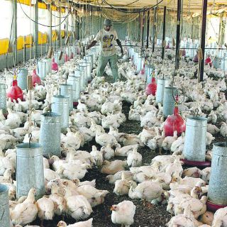 Los avicultores de Jalisco refuerzan medidas para evitar el regreso de la gripe