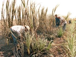 En 2014 se perdieron dos mil toneladas de caña por la falta de materiales y equipos para la refinación. EL INFORMADOR / ARCHIVO