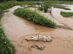 La fase de contingencia por la reciente contaminación en el Río Sonora concluyó en noviembre pasado. AP / ARCHIVO