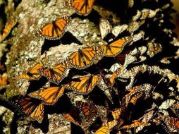 • Mariposa Monarca EL INFORMADOR /